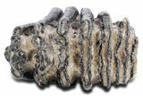 Partial Southern Mammoth Molar - Hungary #358320-4